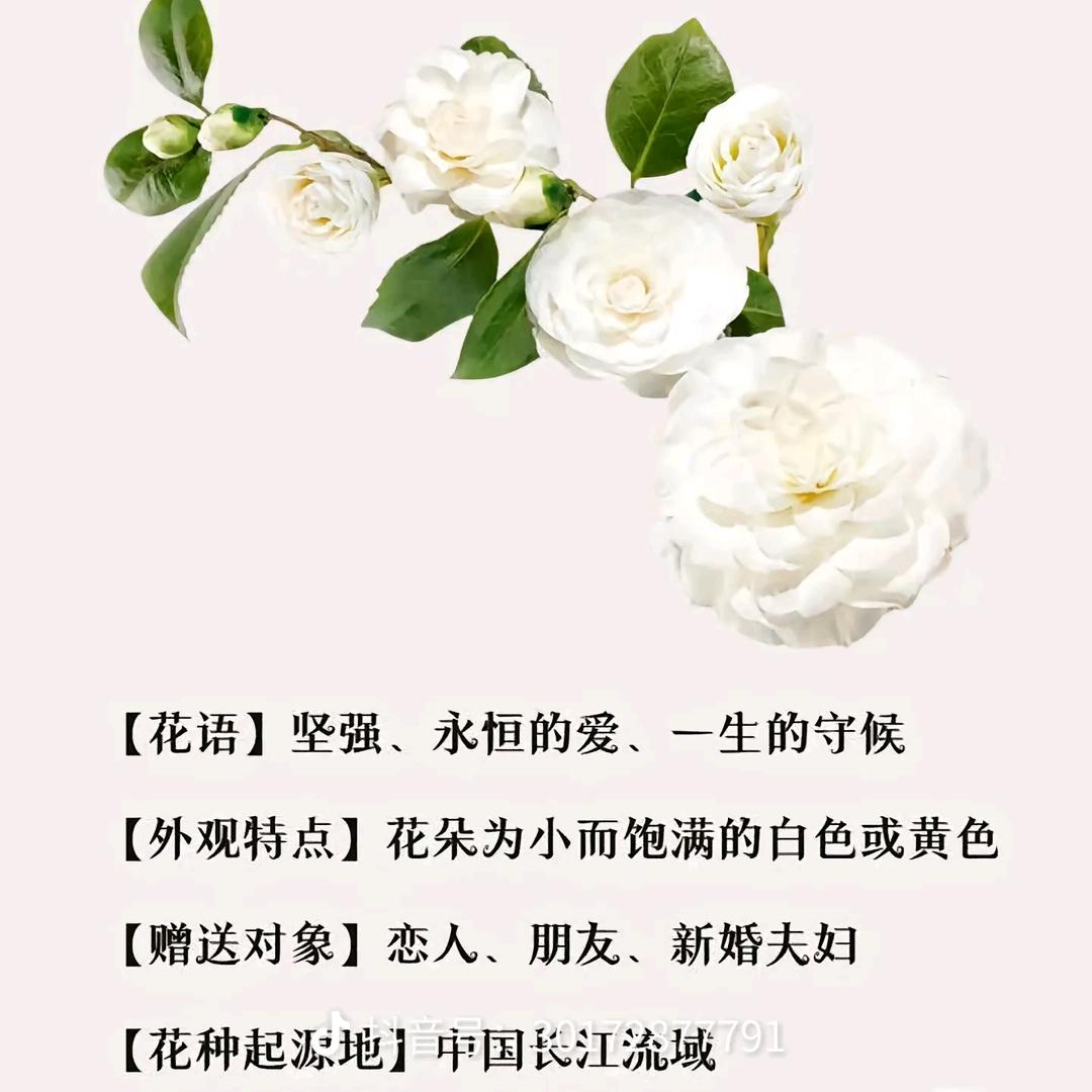 栀子花开