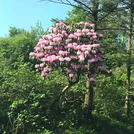 小辣妹
