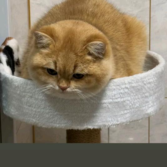 谷城县双禧百货工作室（个体工商户）