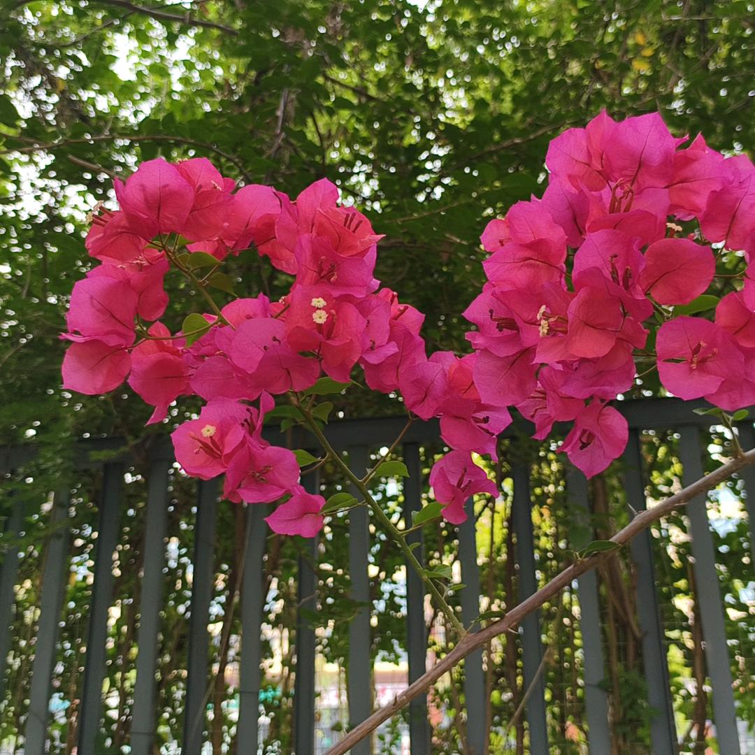 春暖花开💤💤💤