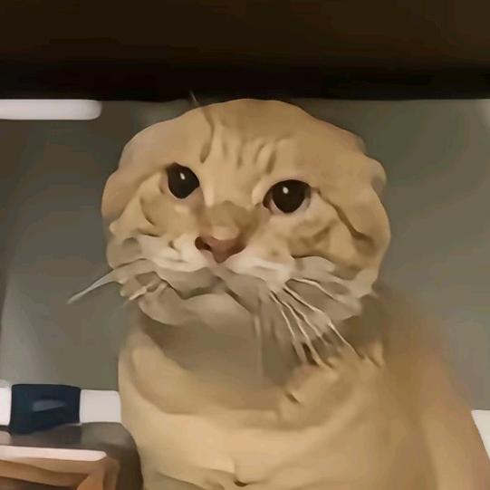 雨林.