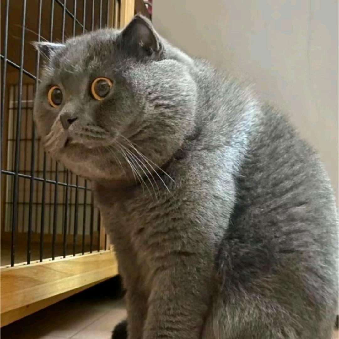 ➢➢顺其➢➢自然➢➢🐟