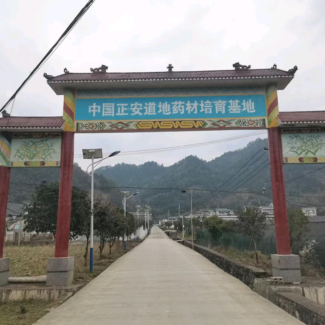 贵州道地药材培育基地
