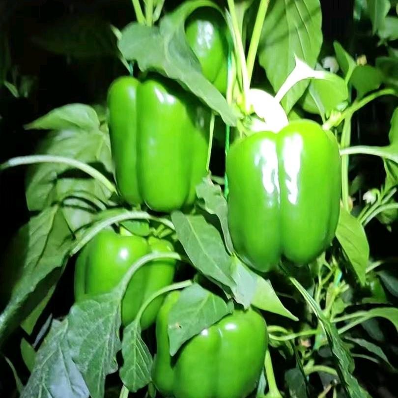 寿光鸿图绿方椒