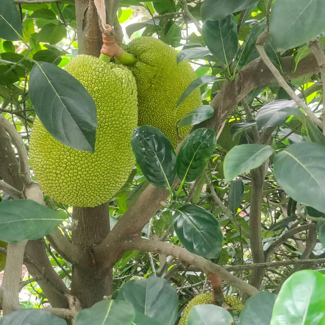 美好的阳光。