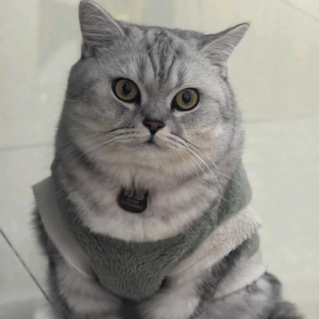 叮当猫🐱