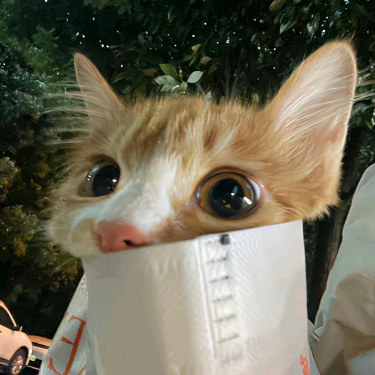 杏子桃
