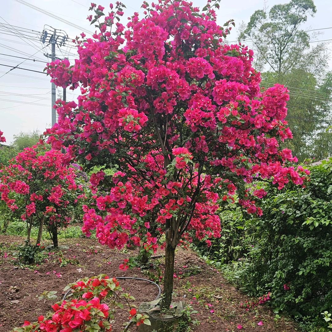 雅芸花卉优品小铺