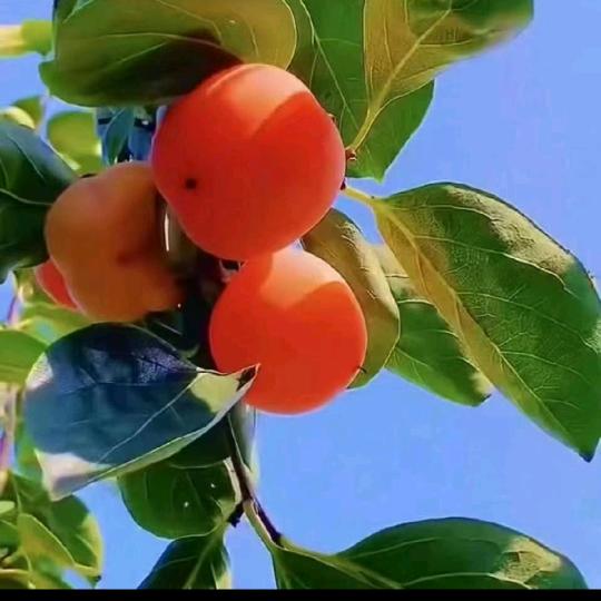 西河