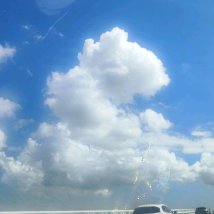 小花花(ﾉ•ヮ•)ﾉ🌺