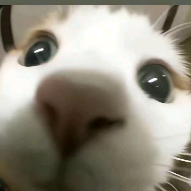 癞蛤蟆