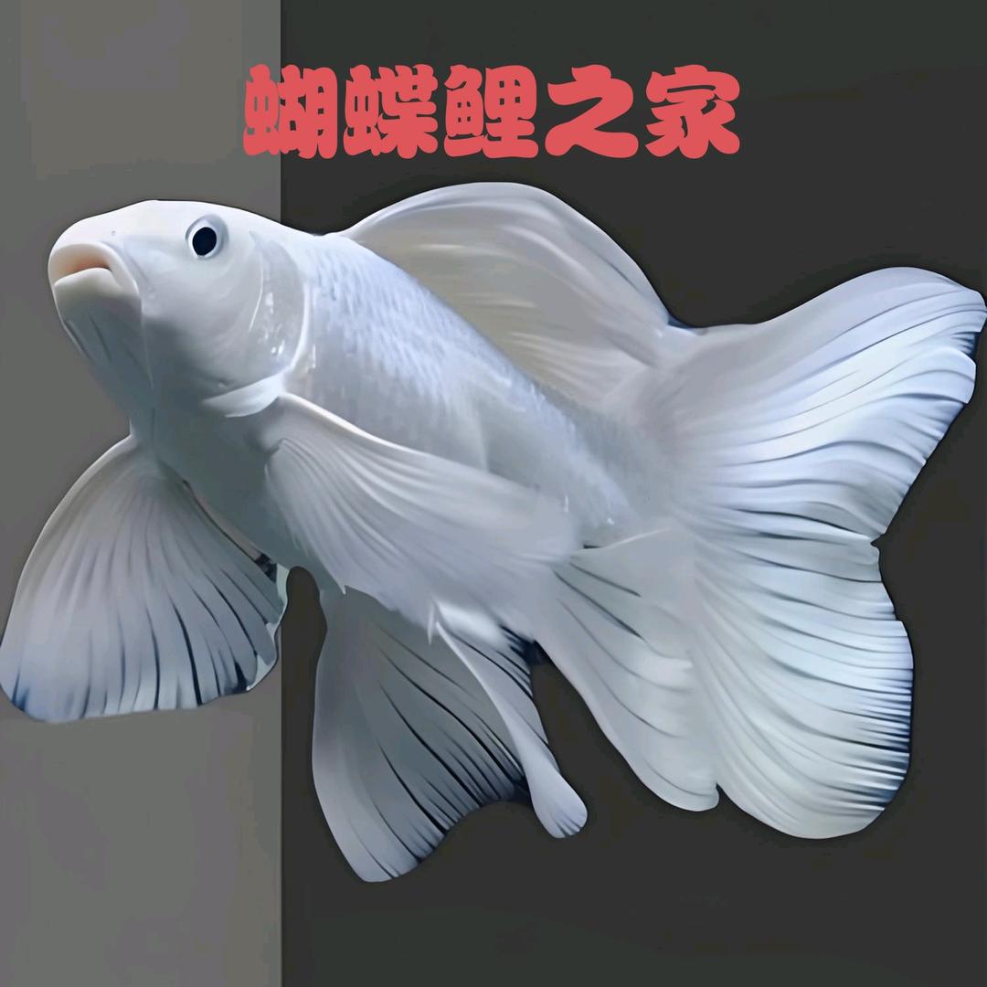 船长渔业