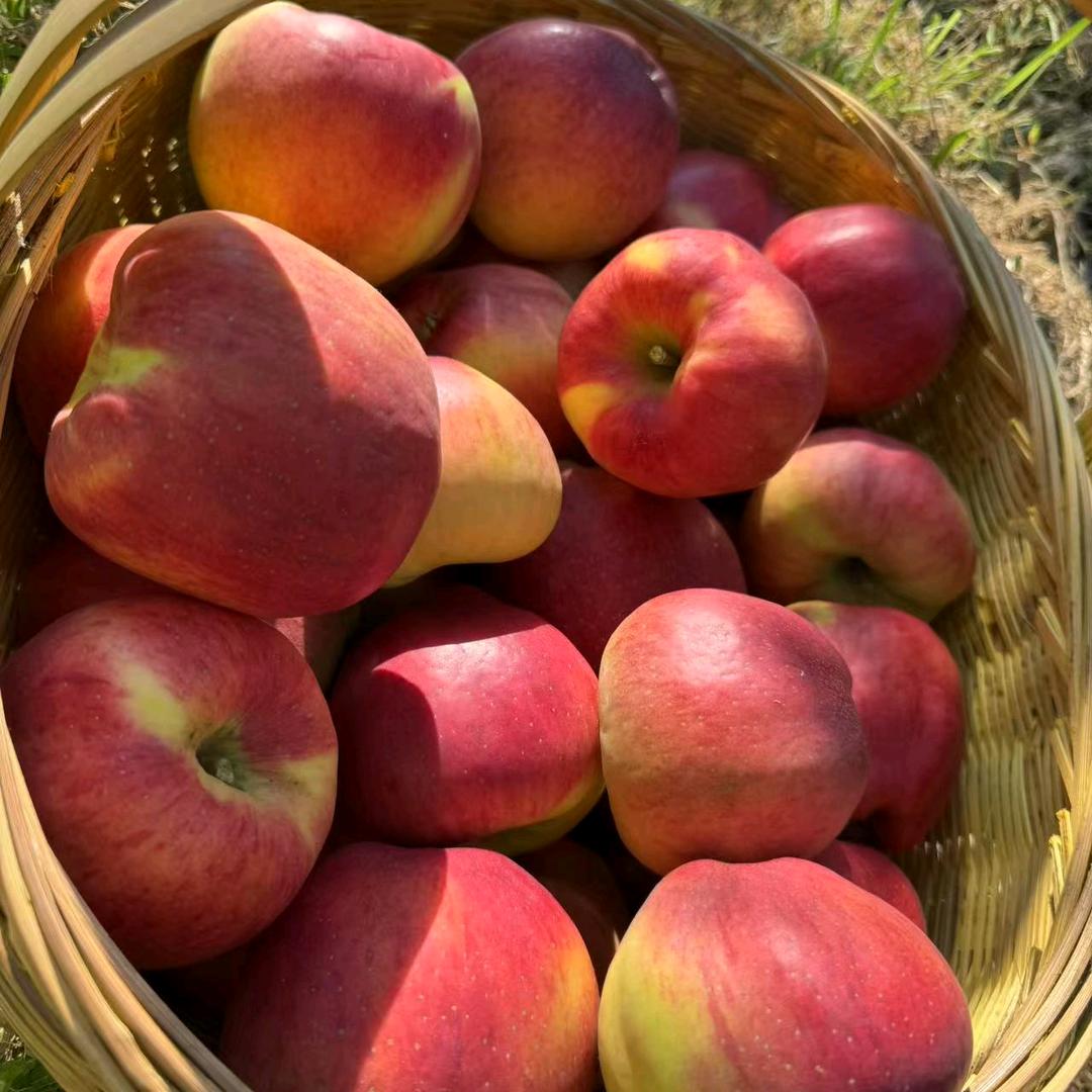 云昭鲜果园臻选优品