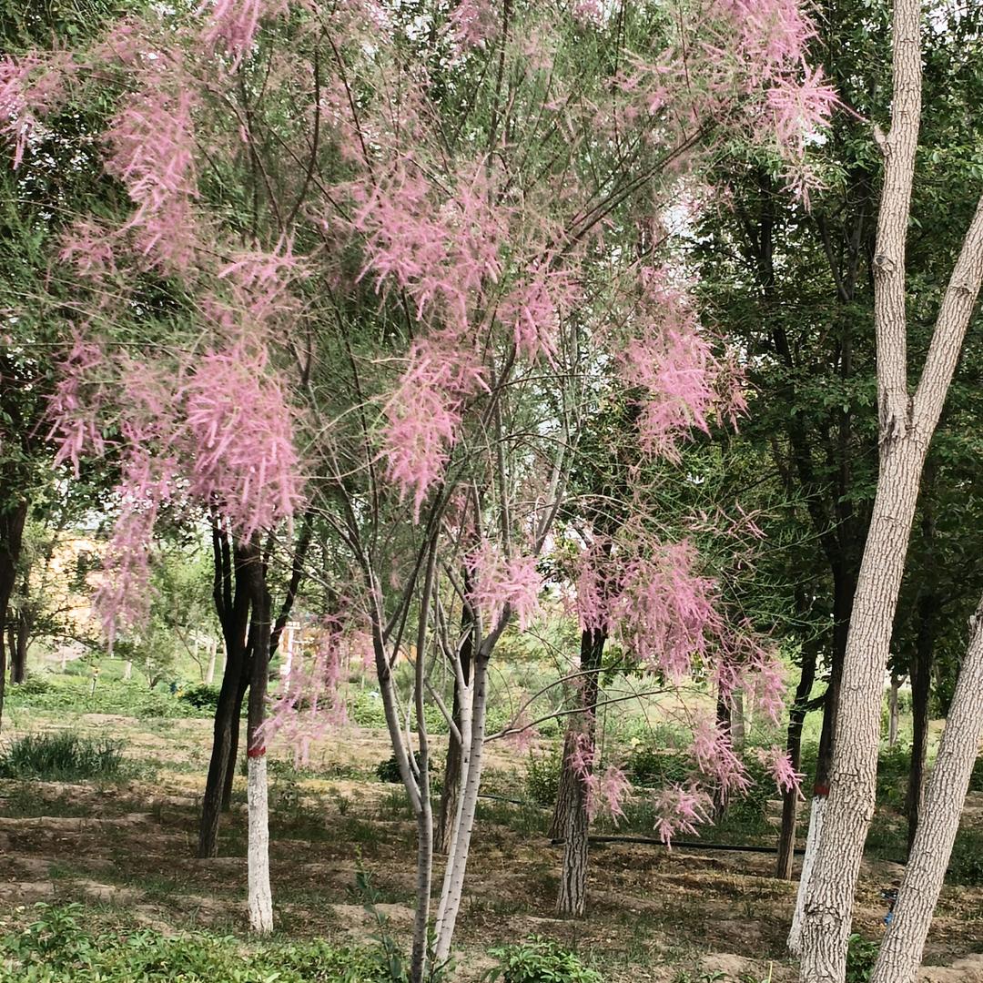 夏木西开马尔