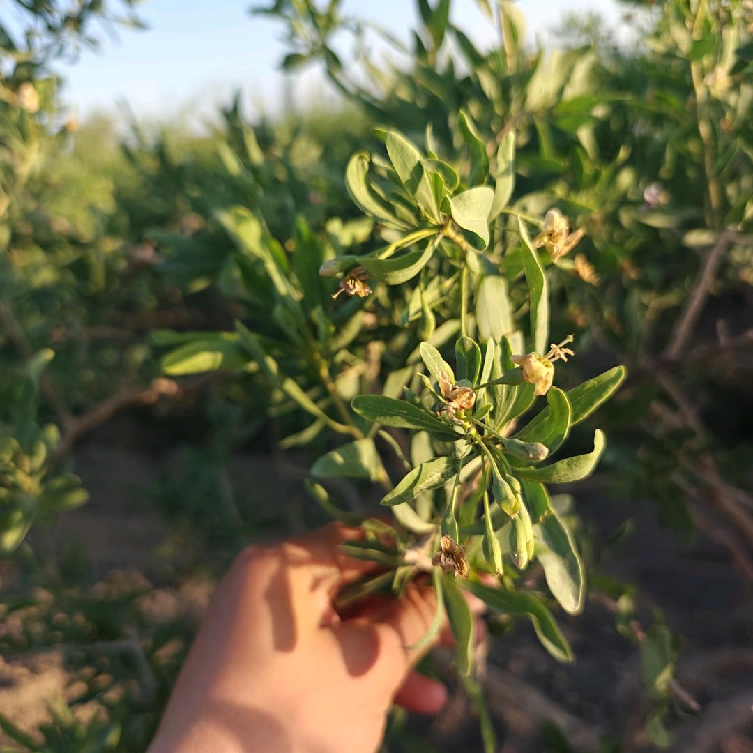 小马哥的枸杞