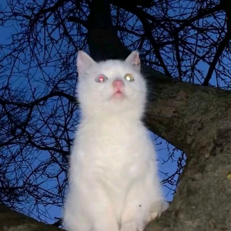 YerkeJ