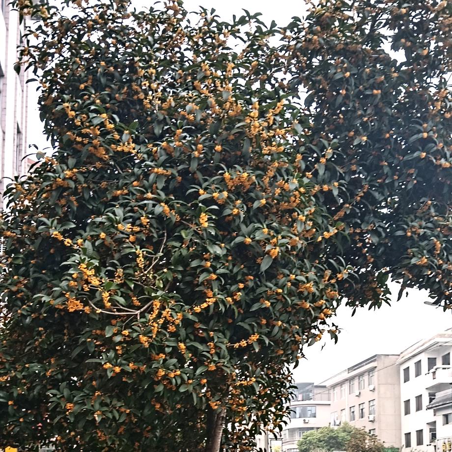 🍒🍎开🍎心🍎就🍎好🍒