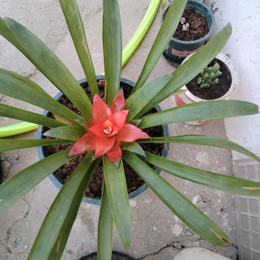 家和万事兴（灵儿）