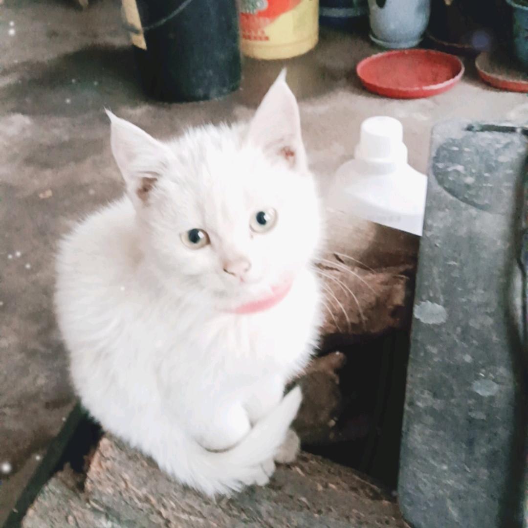 摆烂小鱼(≧∇≦)头像