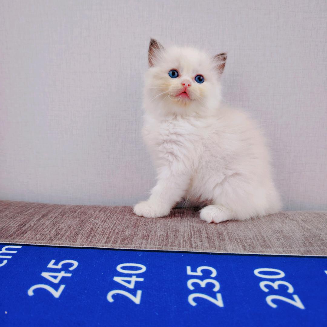 优优是只猫 （互）