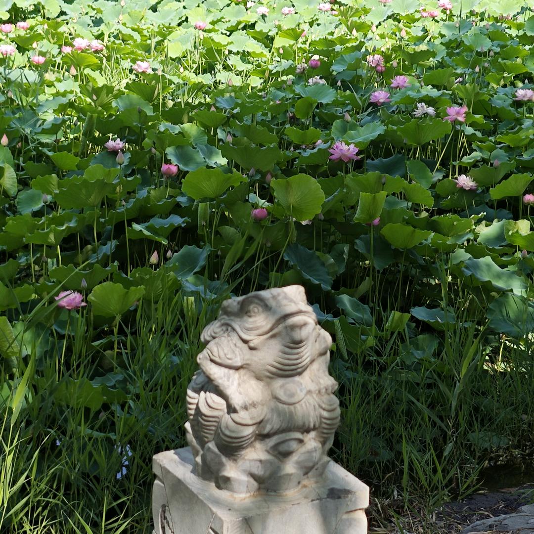 石家庄如何择校指挥使