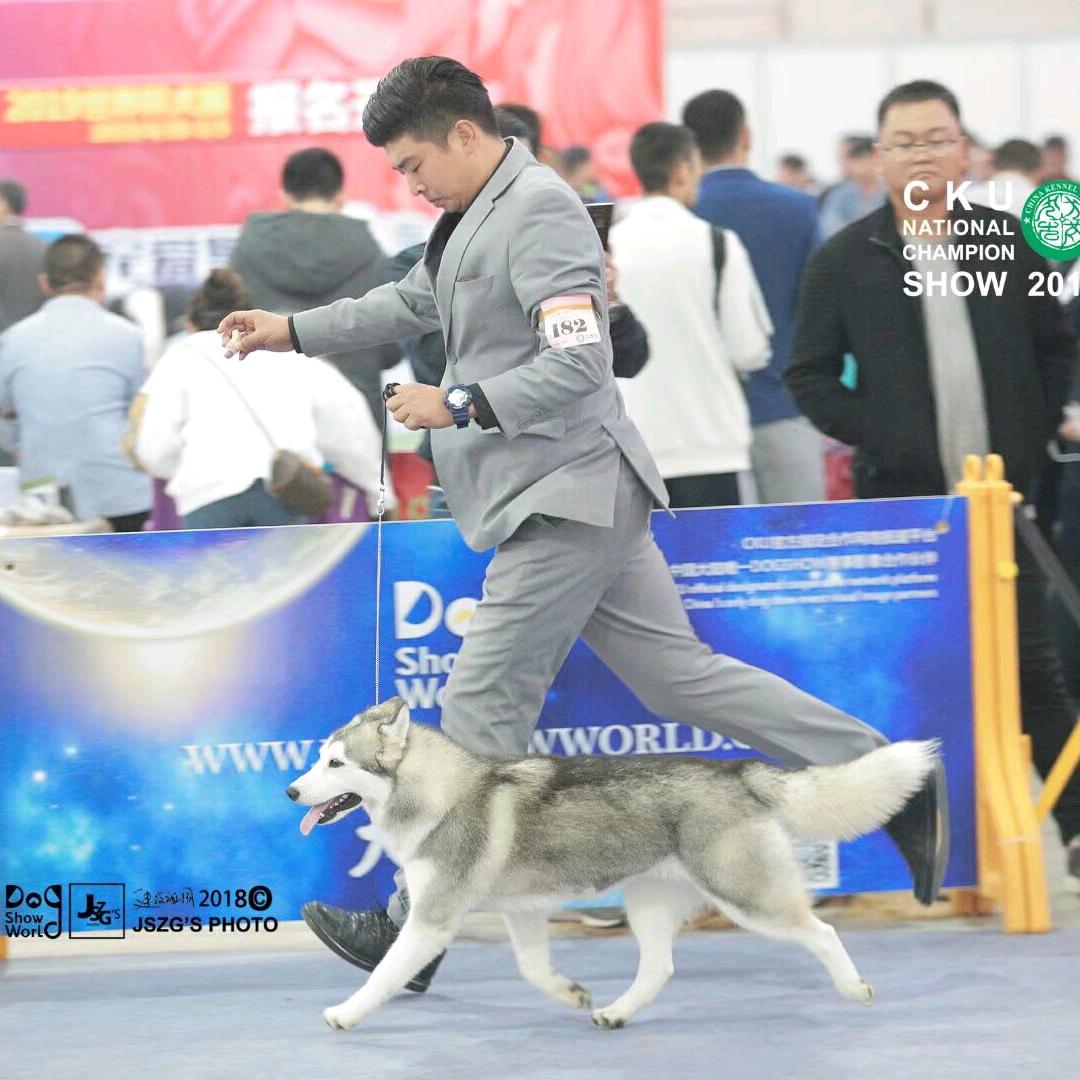 黄金笑脸犬舍（猫舍）