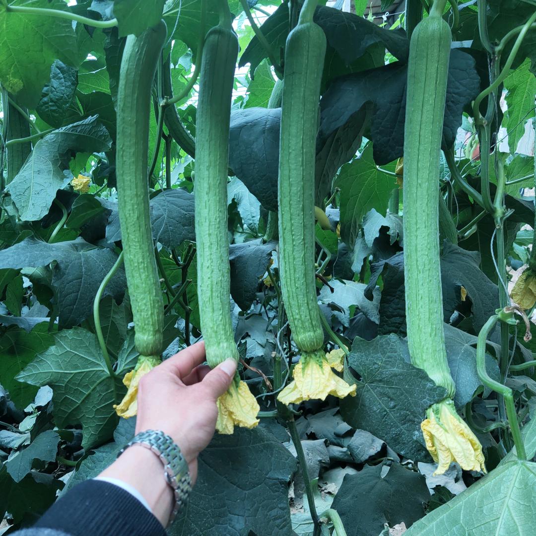 寿光市宇菲农业科技有限公司