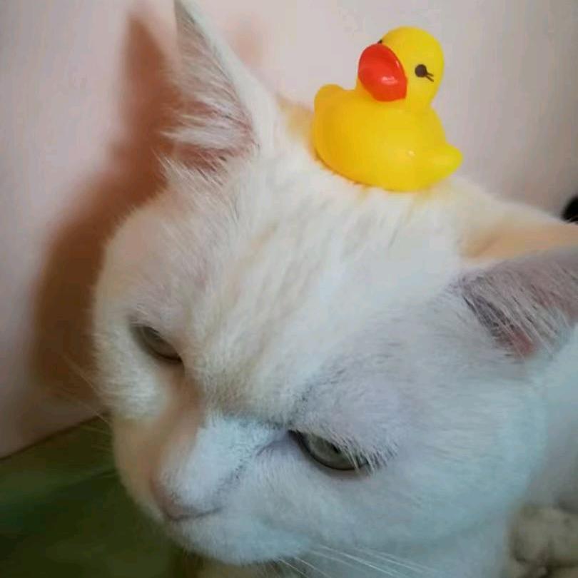 咋滴喵（巨兽龙）