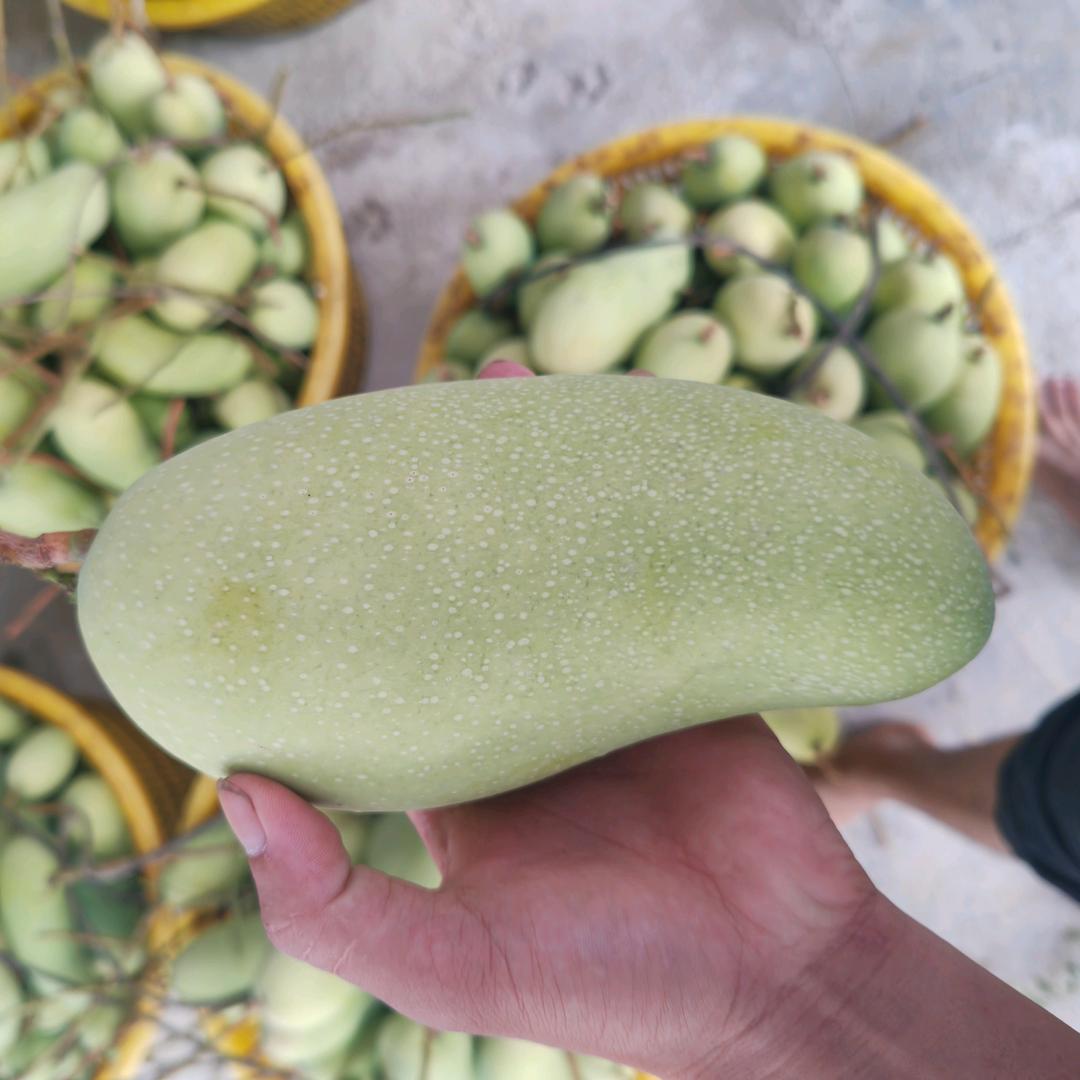 三亚金芒臻选坊