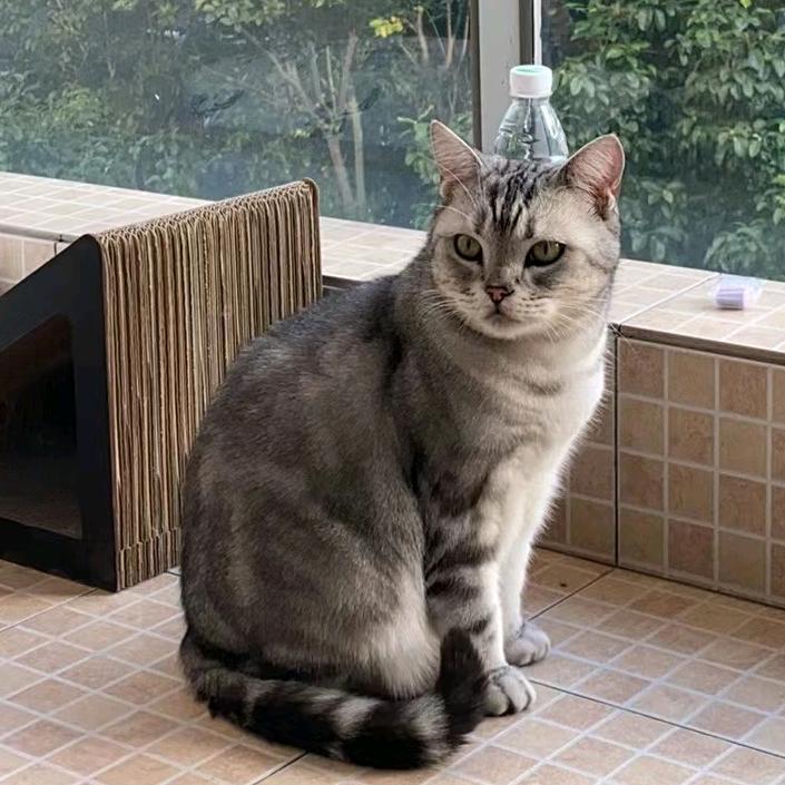 小小是只猫