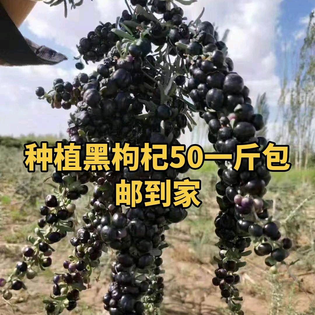 青海诺木洪特产，纯绿色食品红枸杞