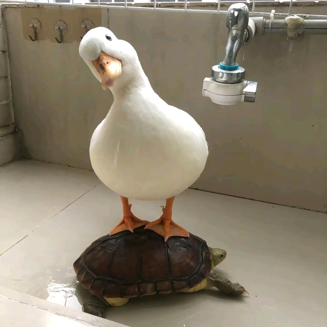 海边的盂