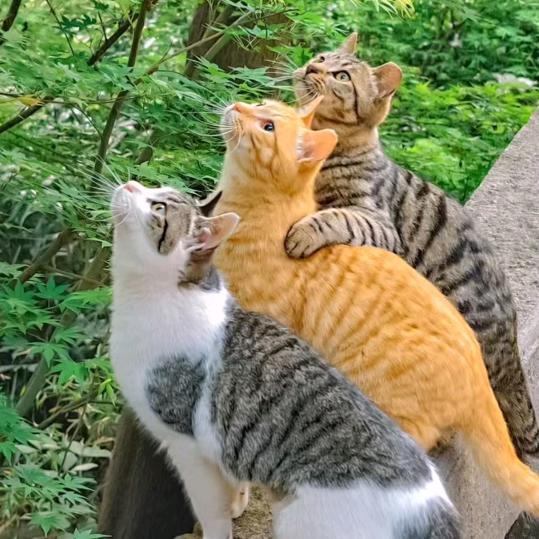 小胖妹[̲̅$̲̅(̲̅ ͡° ͜ʖ ͡