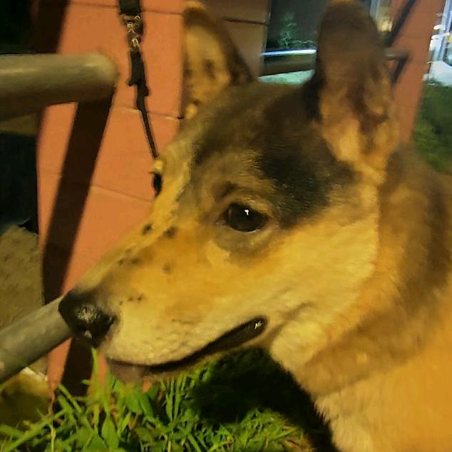 田园犬可乐多
