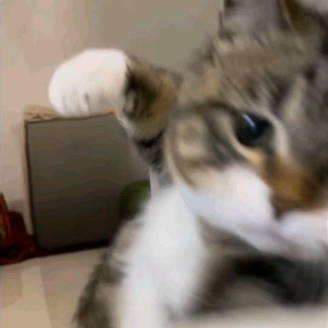 沙市壮壮