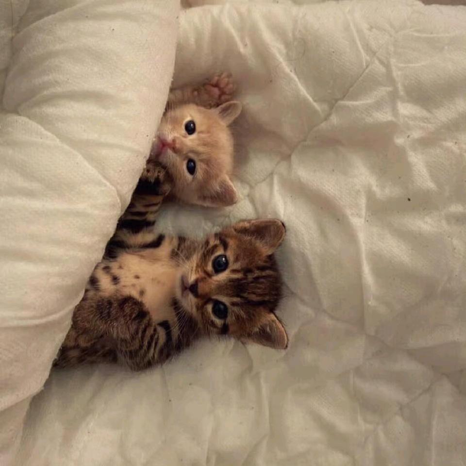 梨花猫