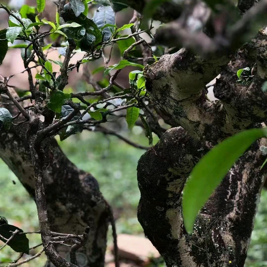 勐溪茗茶业