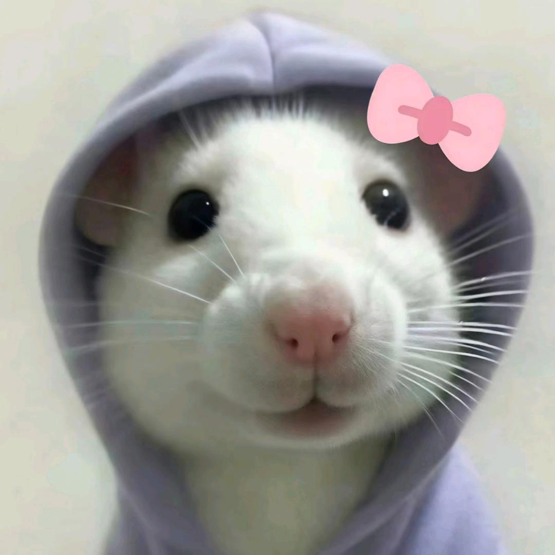 炸毛小团子