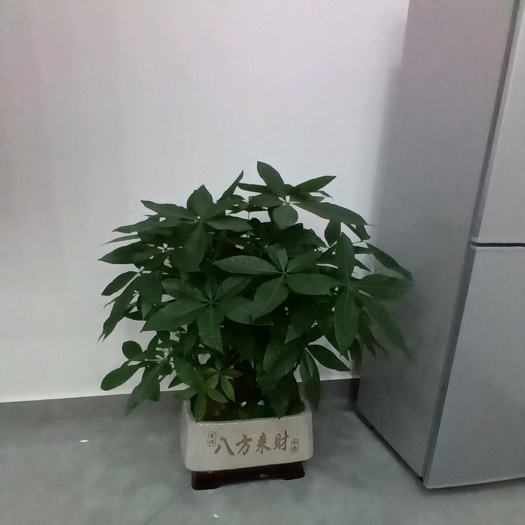 看米风水大师傅