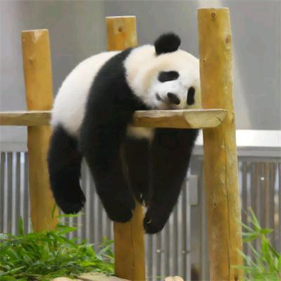 tired Panda