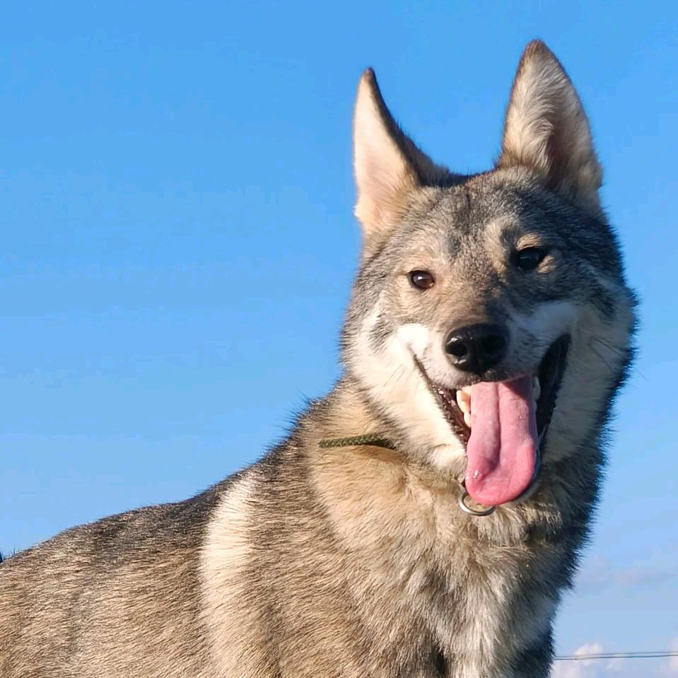 户外战老王好的谢谢