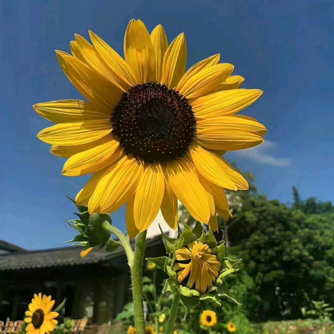 ୧⍤⃝🌸 果果