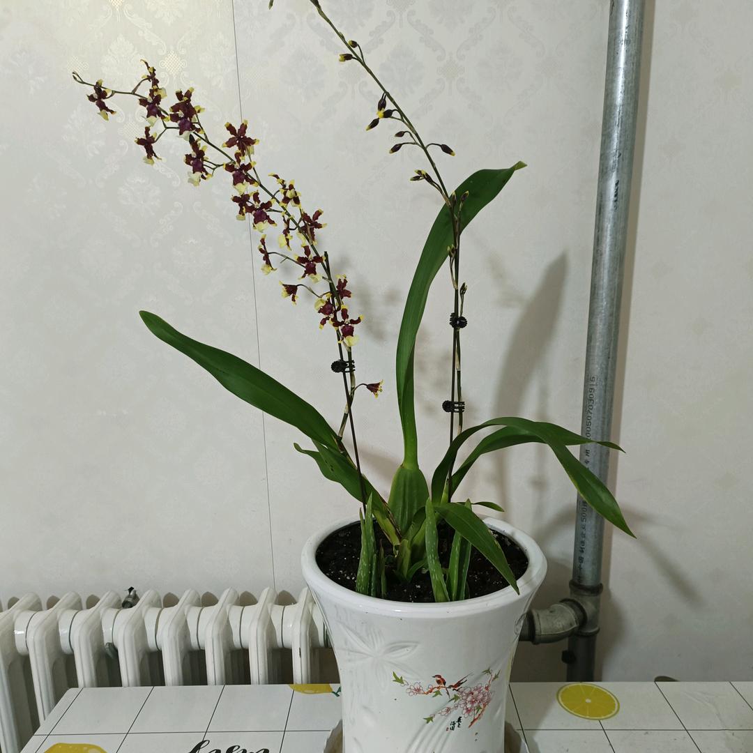坐头再来