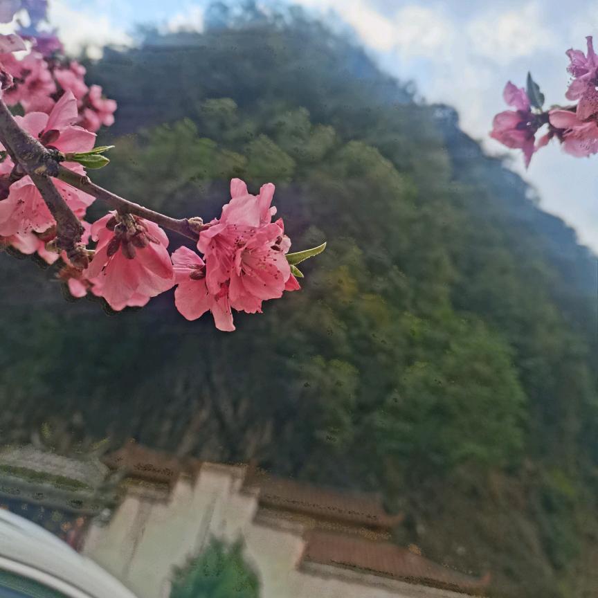 念🌸