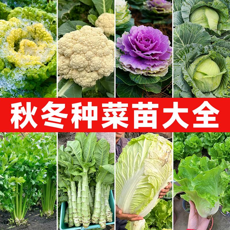 蔬菜瓜果育苗场