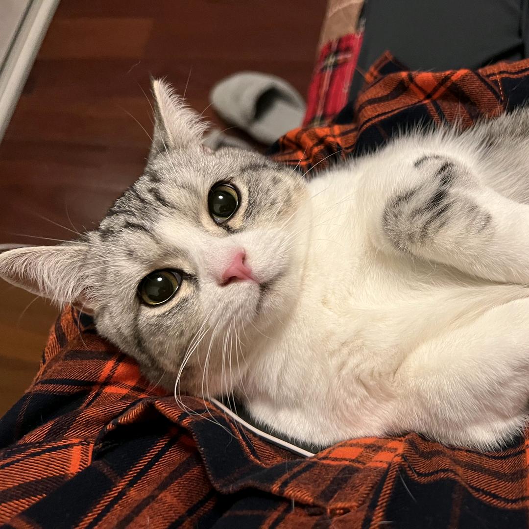 Sweet起司猫 酒酒