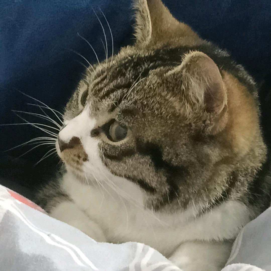 喃炘