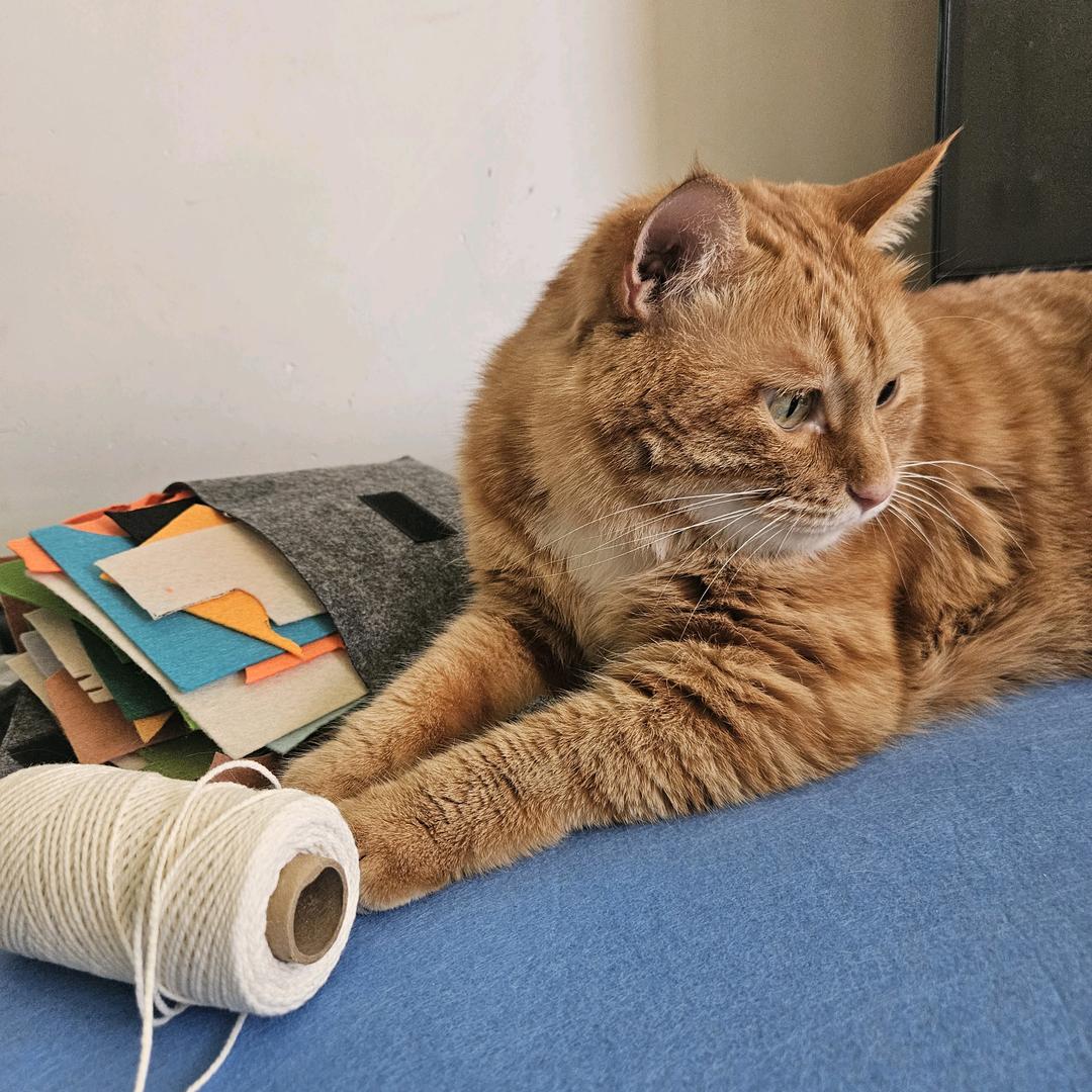 鼓捣毛毡的猫🐱