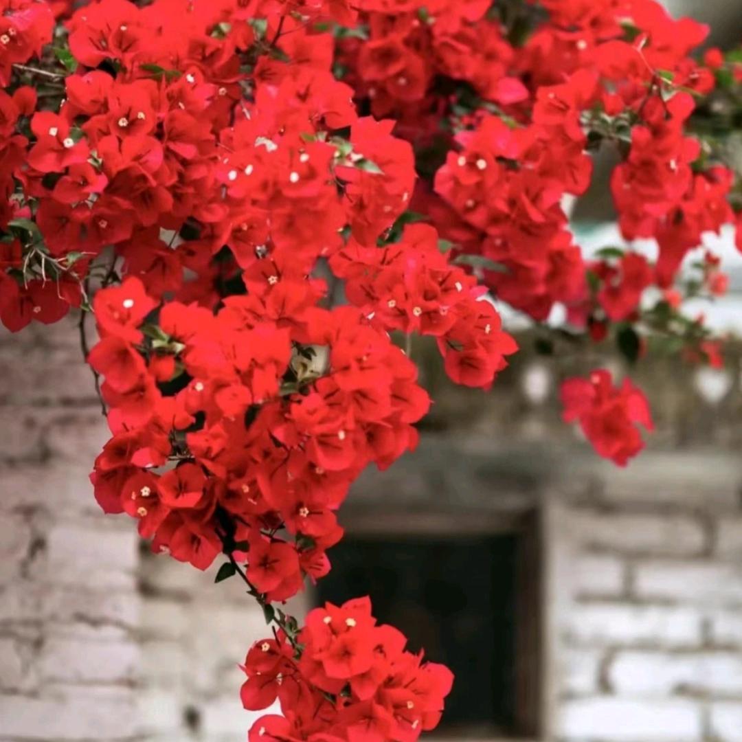 终有桃花