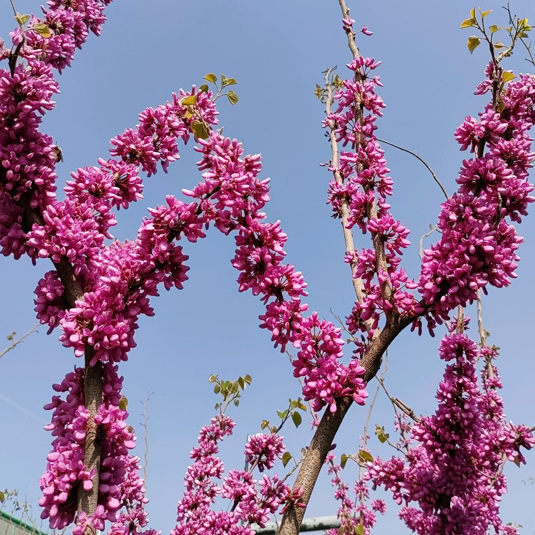 采菊东篱